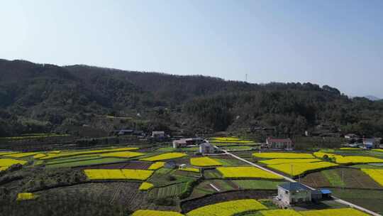 航拍乡村田野油菜花田