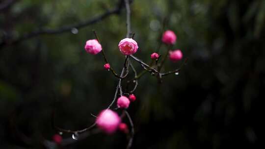 春雨中的粉色梅花