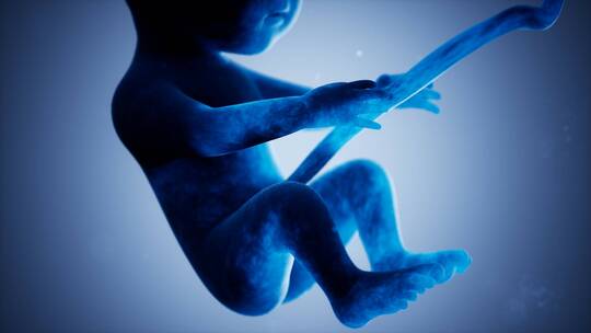 人体胎儿的医学动画视频素材模板下载
