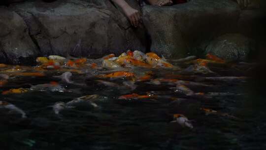 水中美丽的锦鲤锦鲤喜庆欢庆视频素材模板下载
