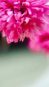 春天河边的粉色桃花