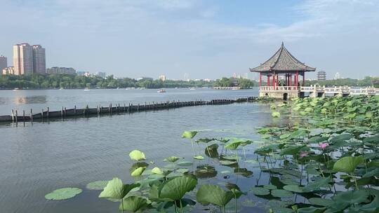 济南5A级景区大明湖，夏季荷花盛开风景怡人