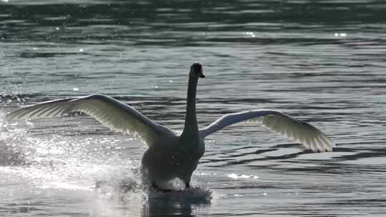 波光粼粼的水面上飞翔的大白鹅飞行起飞