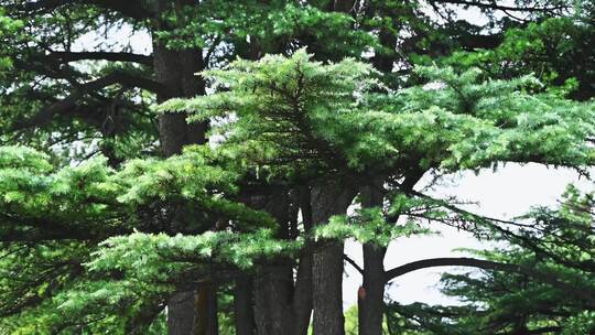 百年古树松树树枝枝叶松针随风摆动特写