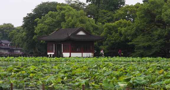 杭州西湖中式园林初夏细雨荷叶曲院风荷