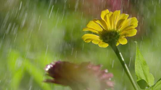 雨中花朵特写