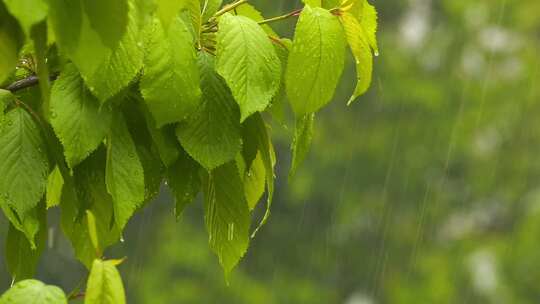 下雨雨滴落在了色的树叶上