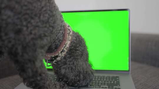 看笔记本电脑的狗狗