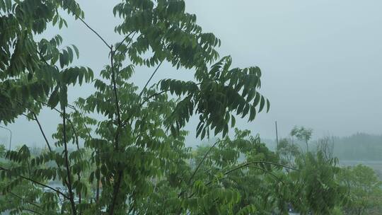 雨天植物秋雨风光景色