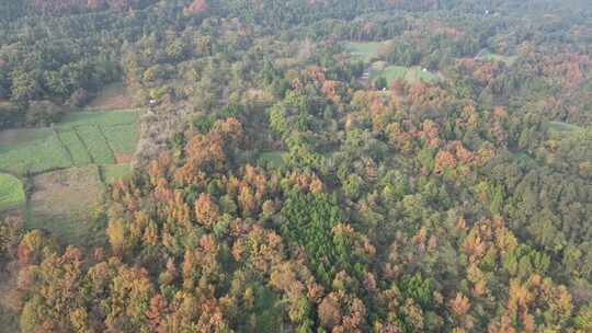 四川德阳罗江区附近山林秋色