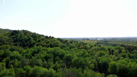 森林大自然树林氧吧森林空气环保大自然树林