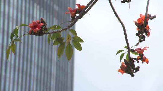 木棉花树枝特写