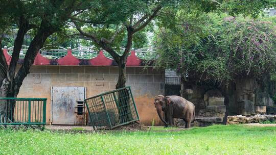 动物园里的大象跳舞