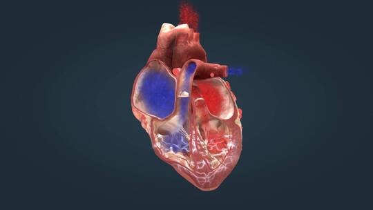医学人体心脏跳动泵血心动周期三维动画