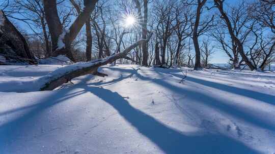 东北冬天吉林四方顶子枯树雪景光影