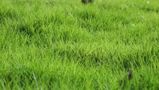 阳光禾苗绿色露水微风嫩草嫩绿逆光禾苗牧草