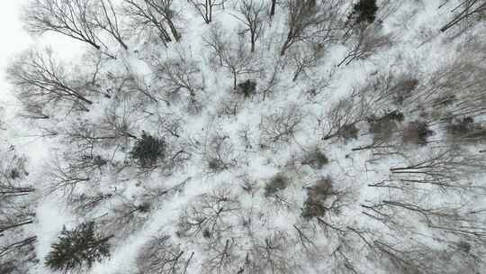 雪地树林航拍