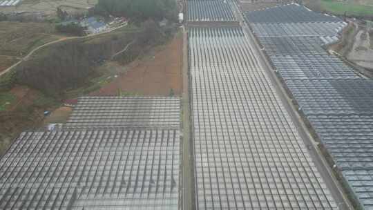 现代农业大棚种植基地航拍