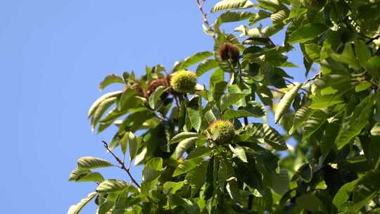 透过树叶的阳光景象