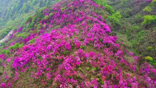 花的海洋，爱音乐爱生活，自然风景，美景