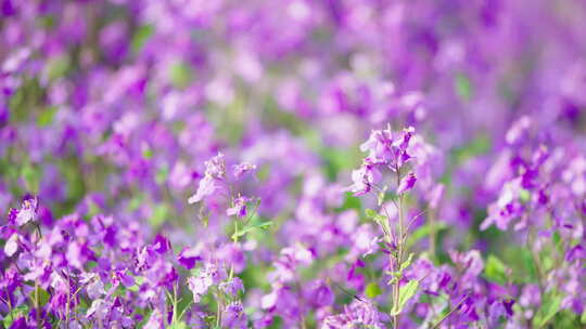 紫色粉色花朵公园