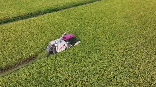 水稻收割 航拍丰收水稻 现代农业 乡村振兴