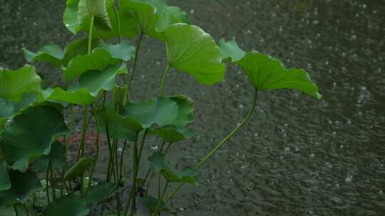 下雨天实拍