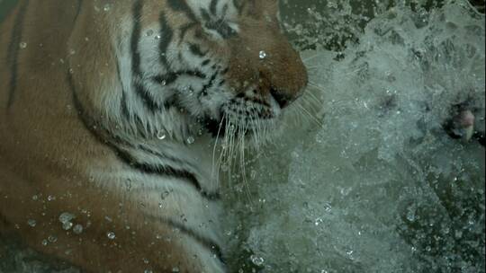 老虎慢动作地在水中嬉戏