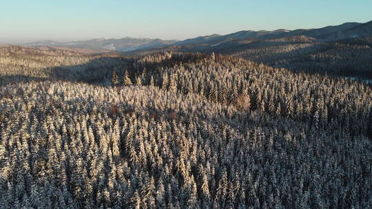 冬季大雪覆盖的松林