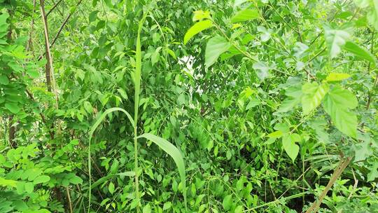 农村房屋花草树木绿色植物菜园