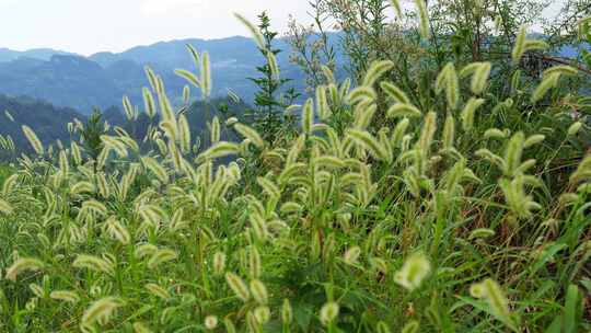 狗尾巴草草丛野草植物狗尾草公园唯美风景