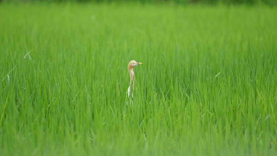 夏天绿色稻田里四处张望的白鹭