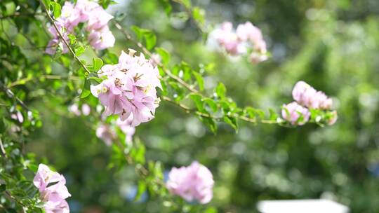 三角梅鲜花花朵微距特写