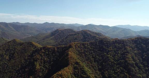 秋季山区枫红柞黄景色