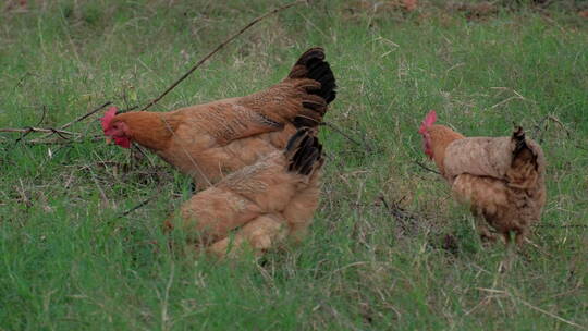 农家院子里的土鸡母鸡视频素材模板下载