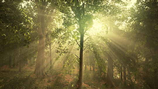 森林大自然逆光