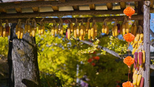 银杏村中挂满玉米的木门