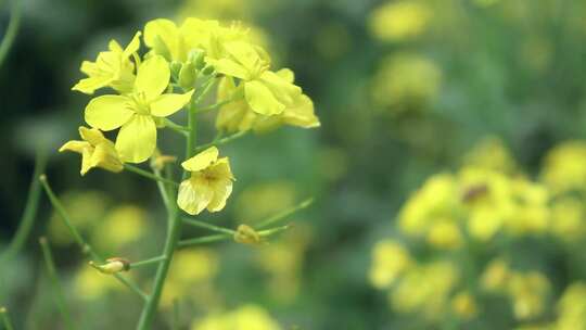 油菜花空镜视频素材模板下载