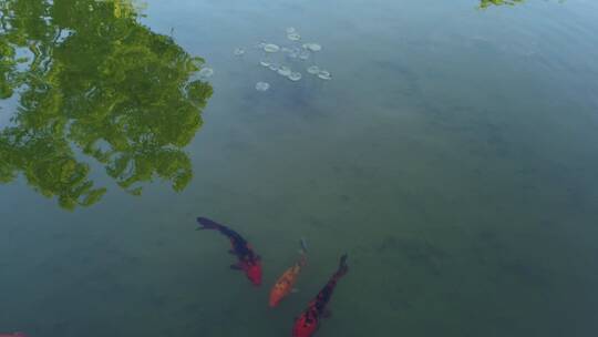 湖里的金鱼4k视频观赏鱼