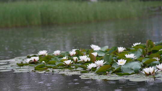 雨中水莲 莲花 睡莲 水莲