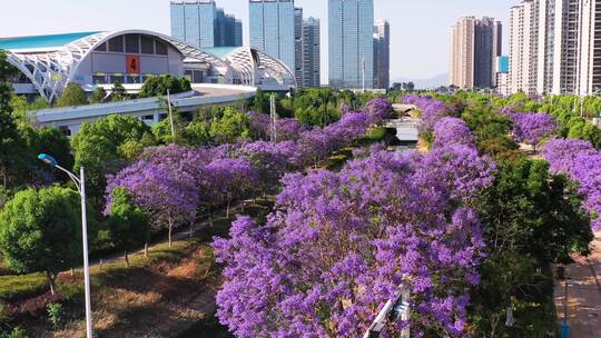 昆明蓝花楹航拍 滇池国际会展中心