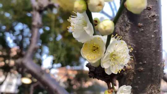 特写白梅花绽放枝头