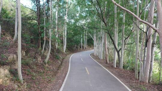 树林公路林荫大道森林阳光道路汽车行驶视角