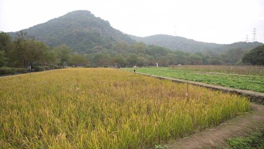 杭州玉皇山八卦田遗址公园