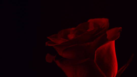 红色玫瑰光影美妆广告