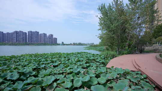 武汉江夏区汤逊湖壹号湿地公园