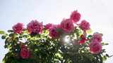 唯美阳光下的月季花玫瑰花高清在线视频素材下载