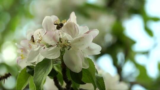 蜜蜂为春天的白色花朵授粉