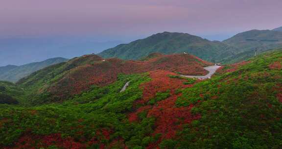 长沙浏阳大围山森林公园杜鹃花海航拍