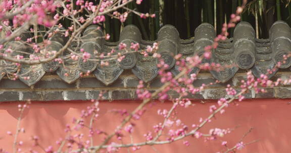 盛开梅花樱花飘动的风铃